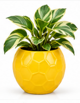 Ball Shaped Ceramic Pot With N Joy Money Plant-Yellow
