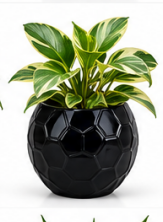 Ball Shaped Ceramic Pot With N Joy Money Plant-Black