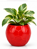 Ball Shaped Ceramic Pot With N Joy Money Plant-Red