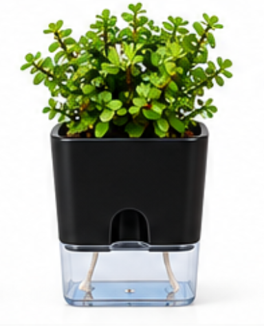 Self Watering Pot With Jade Plant-Black