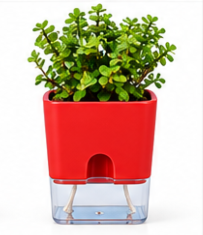 Self Watering Pot With Jade Plant-Red