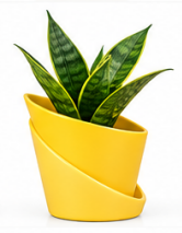 Self Watering Pot With Green Snake Plant-Yellow