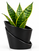 Self Watering Pot With Green Snake Plant-Black