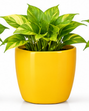 Classy Square Pot With Green / Golden Oxycardium-Yellow