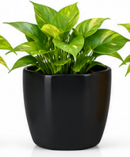 Classy Square Pot With Green / Golden Oxycardium-Black