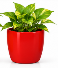 Classy Square Pot With Green / Golden Oxycardium-Red