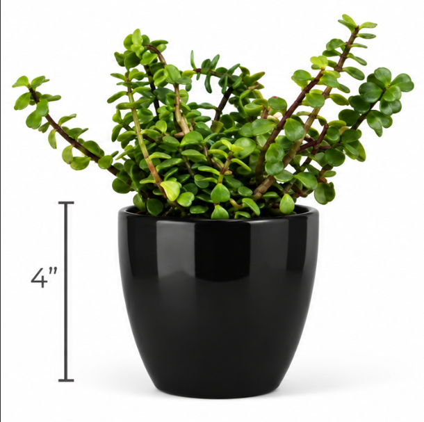 Classy Round Pot with Jade Plant-Black