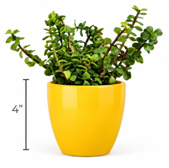 Classy Round Pot with Jade Plant-Yellow