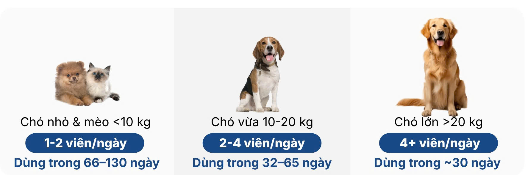 Dành cho Chó promotion 1