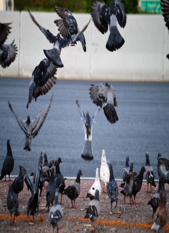 bird control melbourne pigeon swarm in local outdoor area