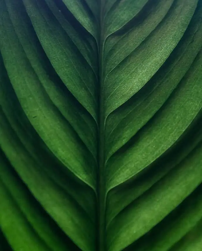 leaf