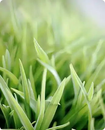 grass