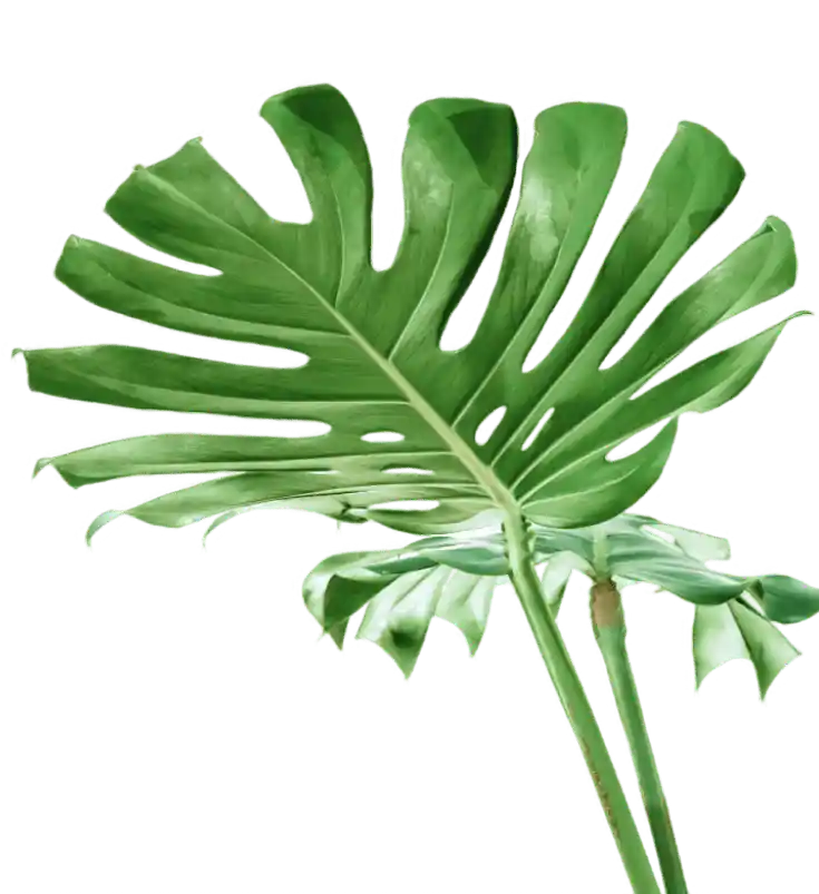 leaf