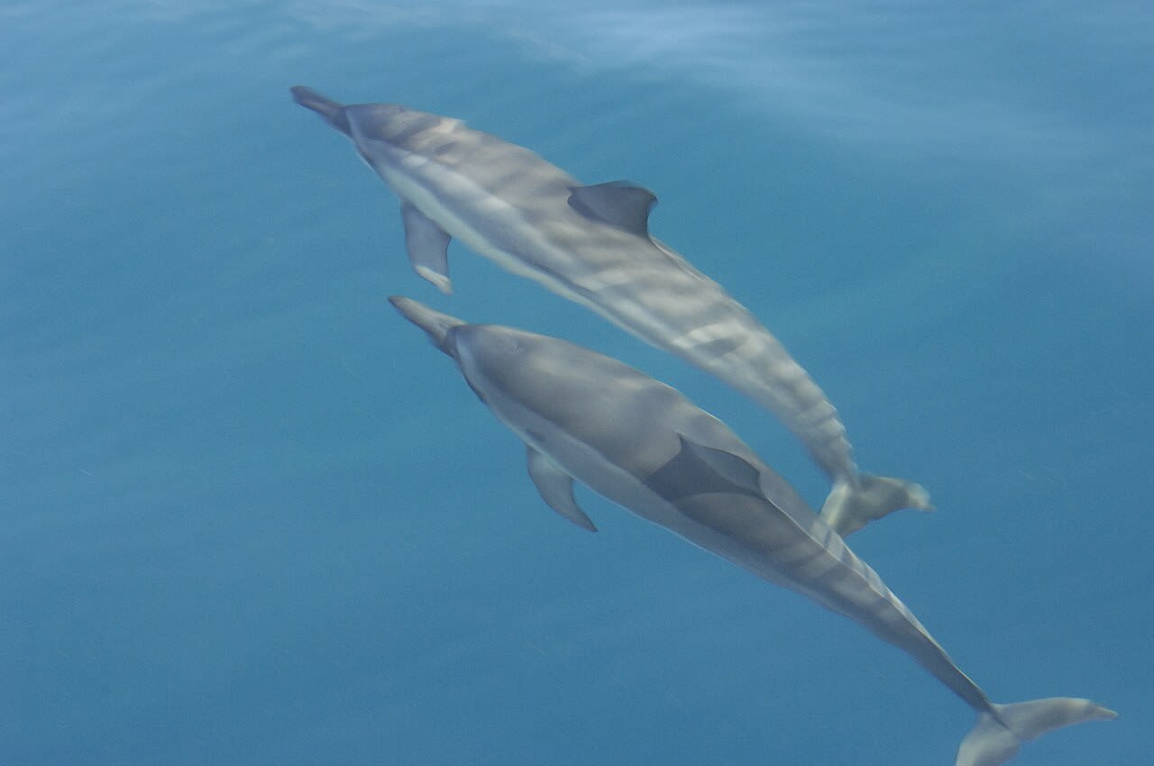 Elite-VIP-Delfinbeobachtung & Schnorcheln – Rotes Meer