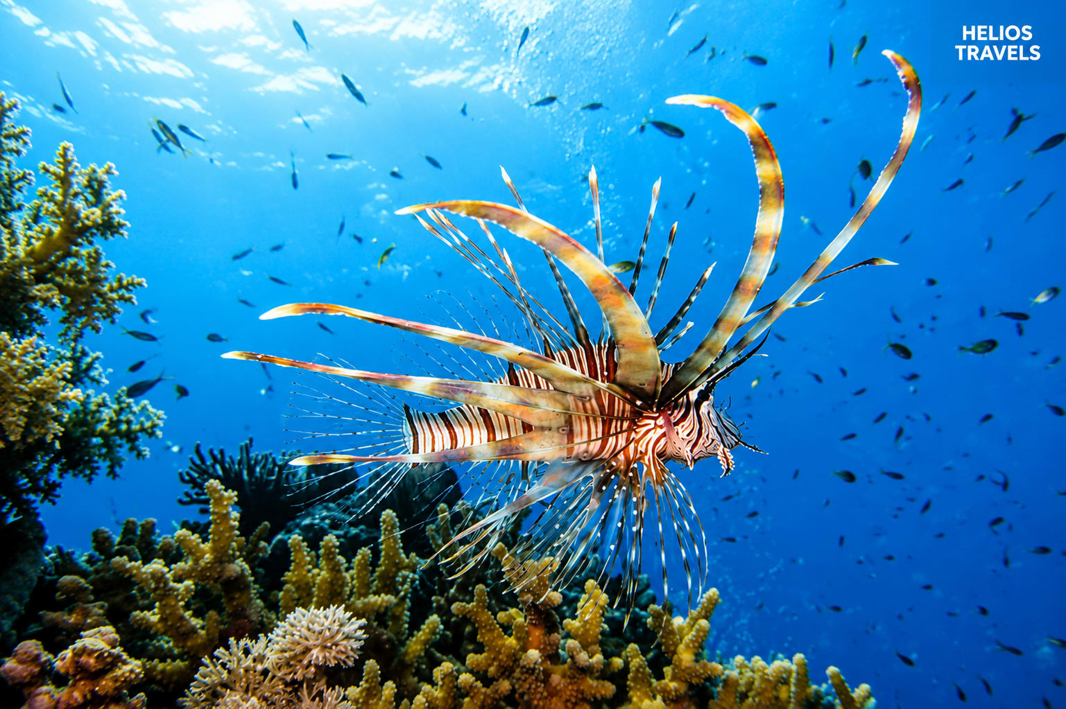 Hard coral and reef fish in clear shallow water off Hurghada