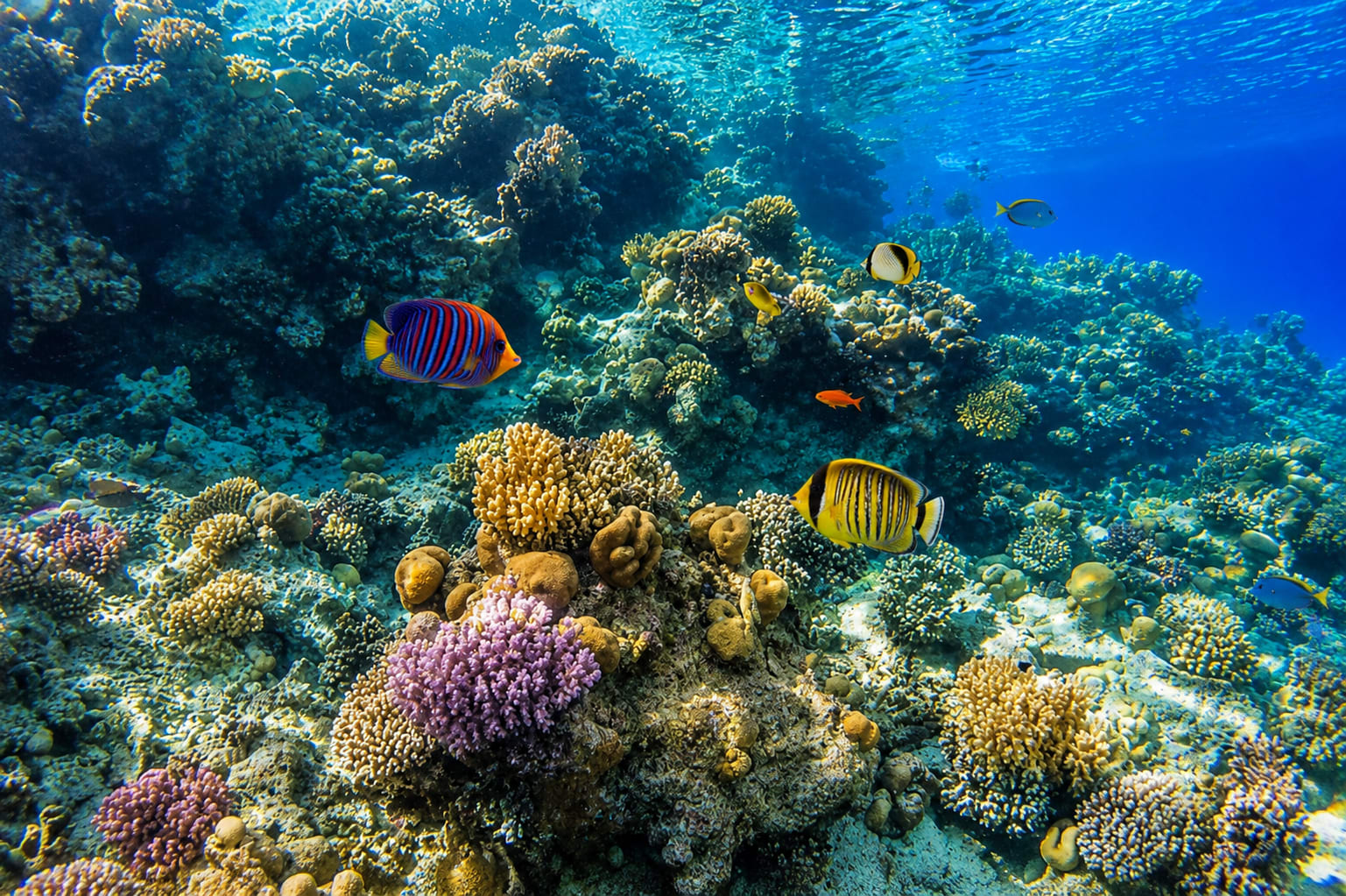 Nemo Island – günstiger Schnorcheltag an Riff & Strand