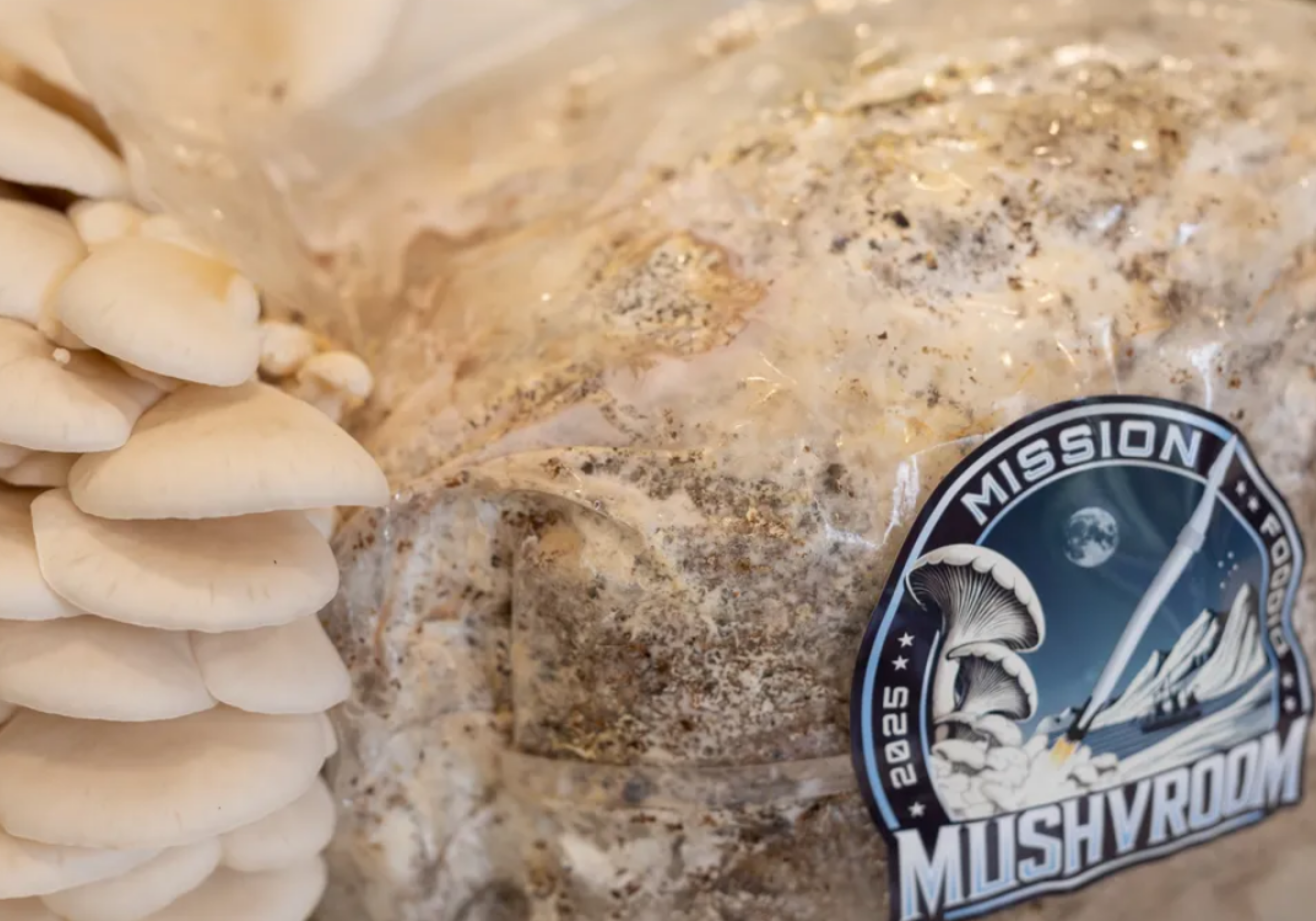 Imagem de destaque para 🍄 Missão MushVroom: O Primeiro Cultivo de Cogumelos Shimeji no Espaço Está Acontecendo — e Pode Mudar Tudo