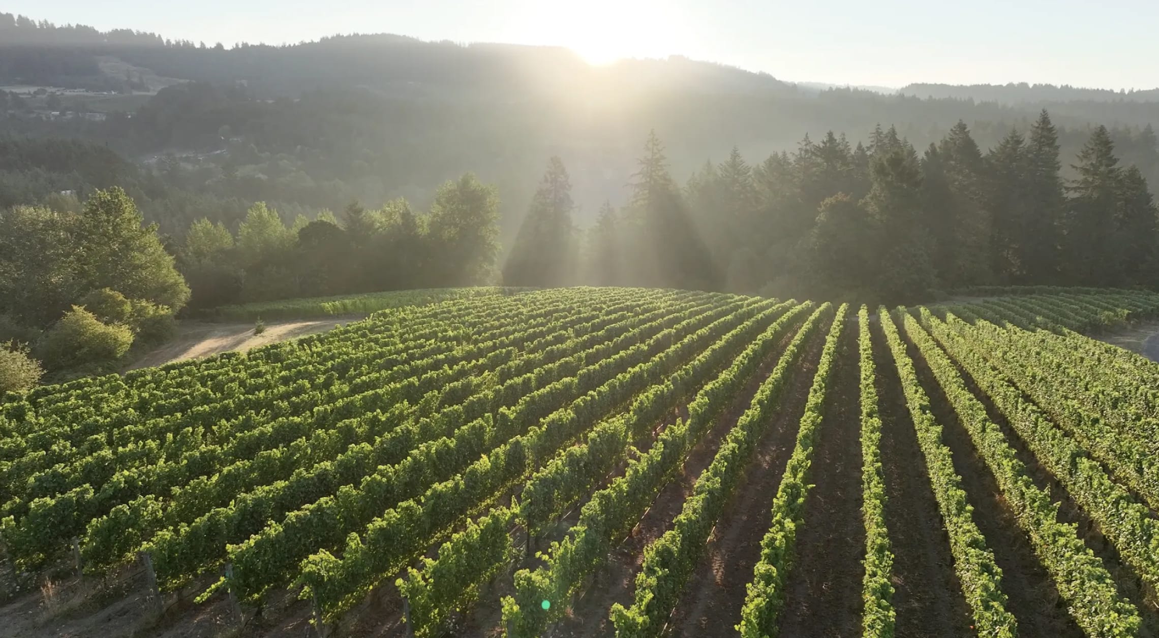 Adelsheim " French Elegance" Wine Dinner Image