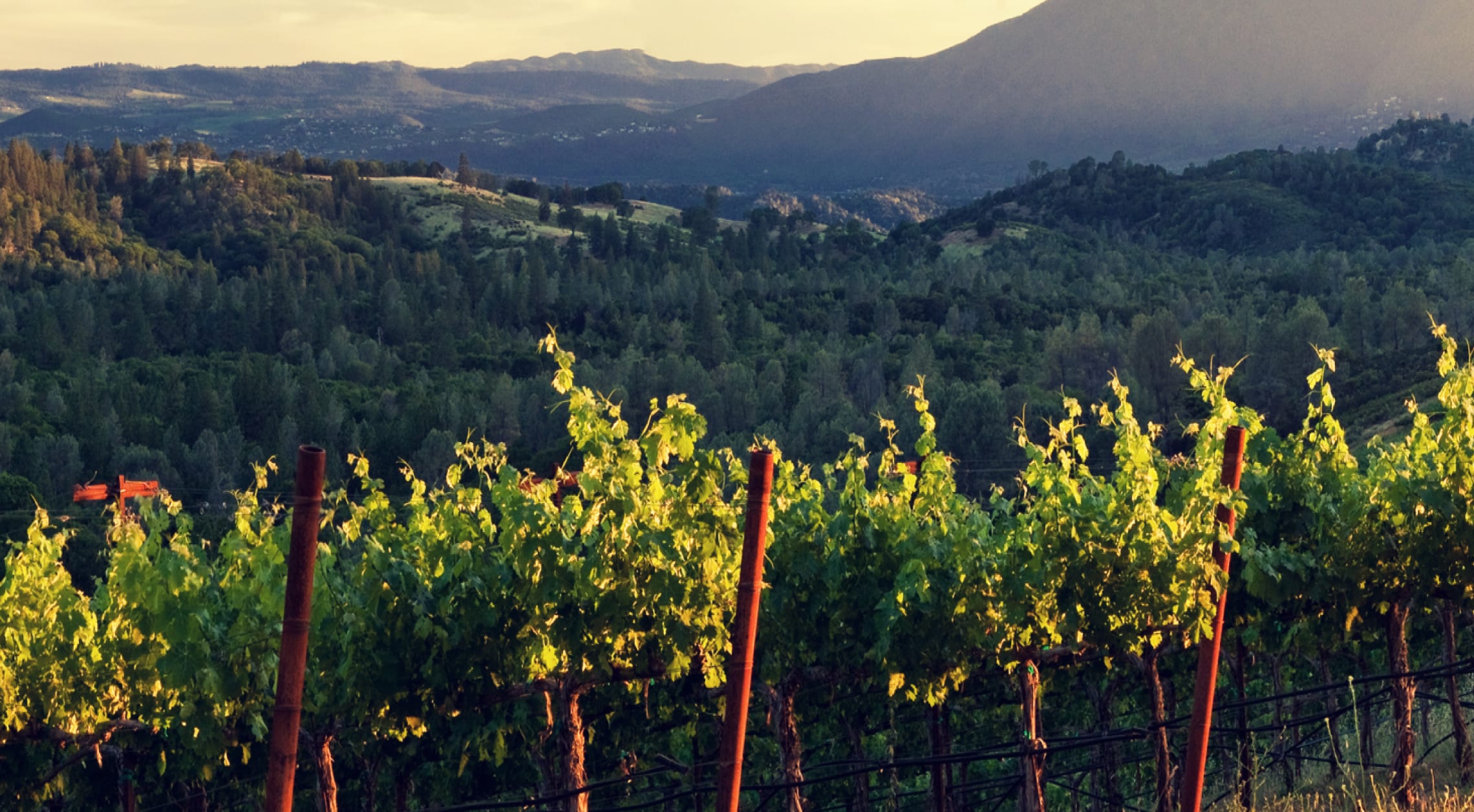 Volcanic Wines & Parisian Plates Image