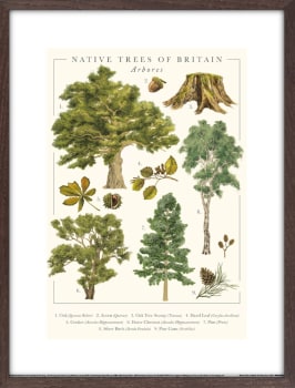 Bilde Native Trees 30x40