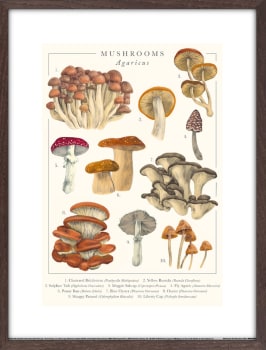 Bilde Mushrooms 30x40