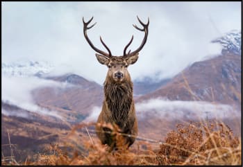 Canvas sort svevelist Deer 100x150