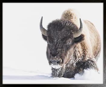 Bilde Tenacity 80x100