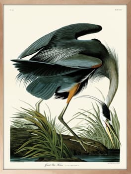 Bilde Great Blue Heron 60x80