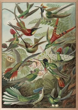 Bilde Trochilidae Kolibris 90x120