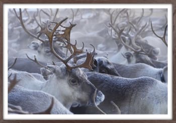 Bilde A Pause in the Herd 50x70