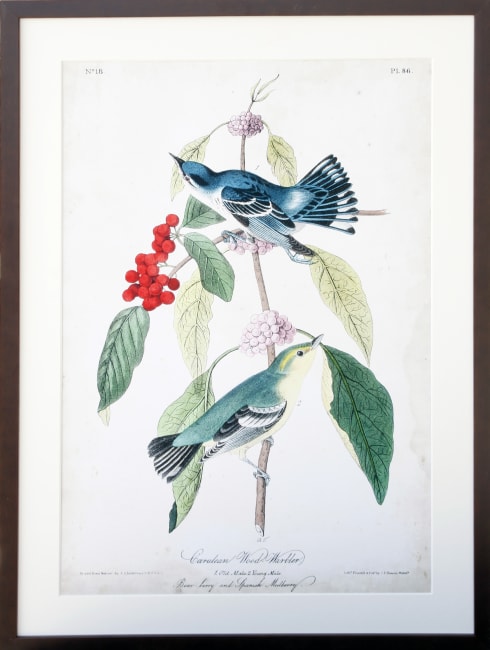 Bilde Wood Warbler 50x70