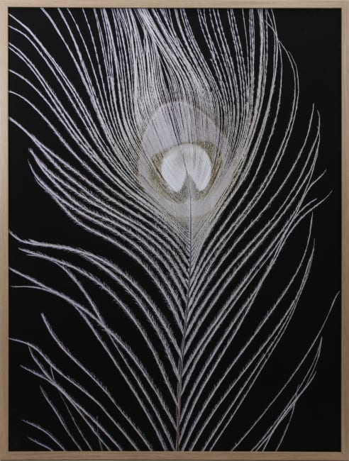 Bilde White Peacock Feather 60x80