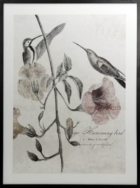 Bilde Soft Hummingbirds 60x80 II