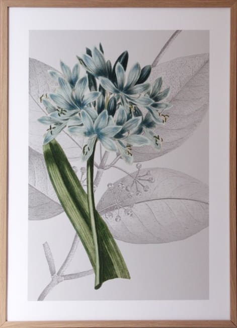 Bilde Botanical Arrangement II 50x70