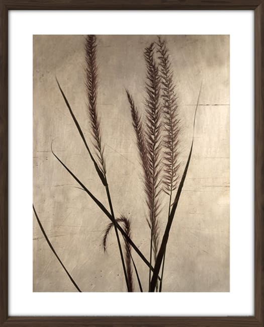 Bilde Dried Grasses I 40x50