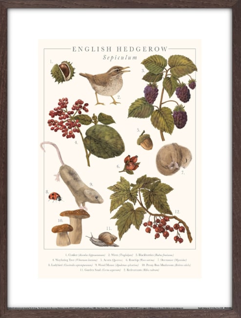 Bilde English Hedgerow 30x40