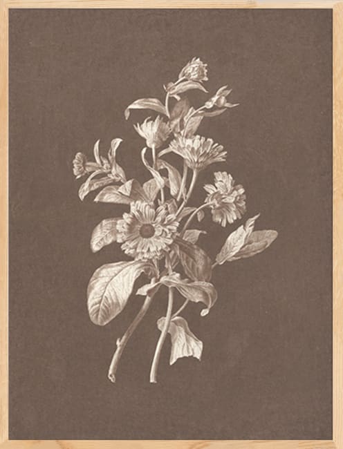 Bilde Cocoa Blossoms 60x80