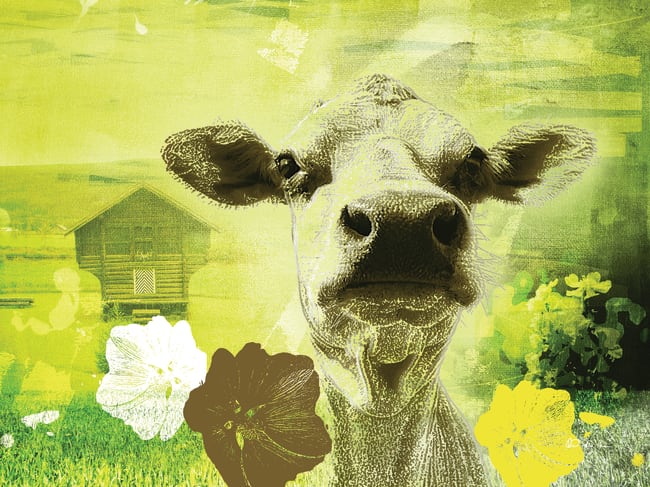 Canvas Solgård / Kua 80x110