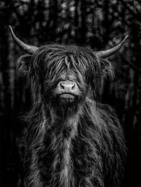 Canvas Furry Cow 85x113 UTGÅTT