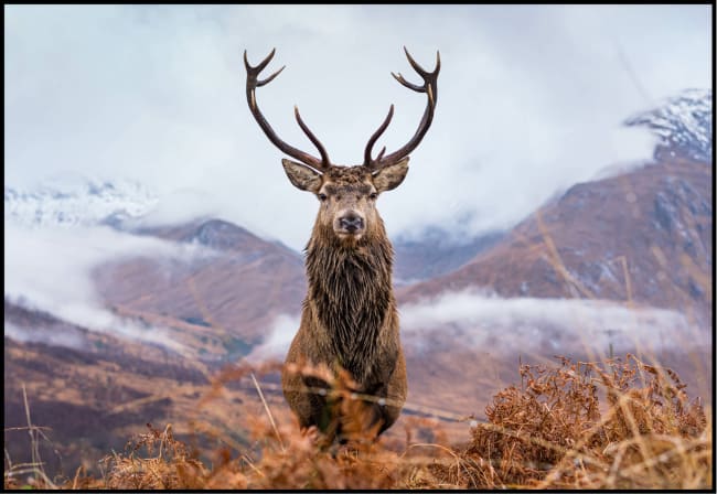 Canvas sort svevelist Deer 100x150