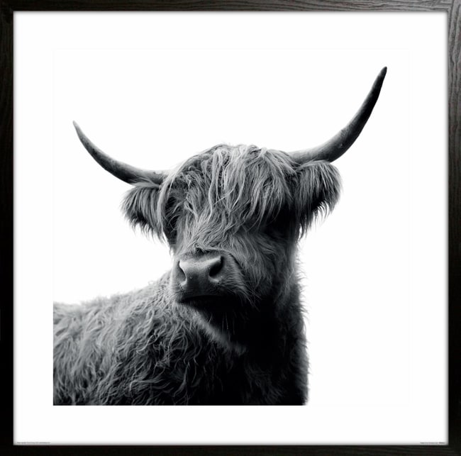 Bilde Fergus 60x60 UTGÅTT