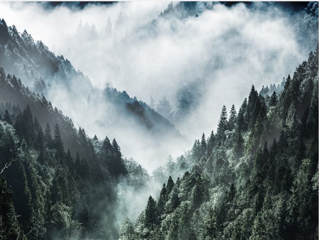 Glass art Misty Forest 80x120