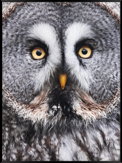 Innrammet canvas Ugle 60x80 UTGÅTT