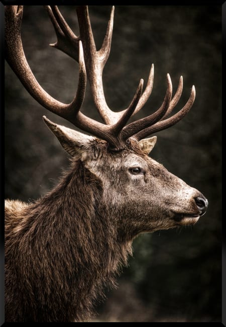 Innrammet canvas Hjort 60x80