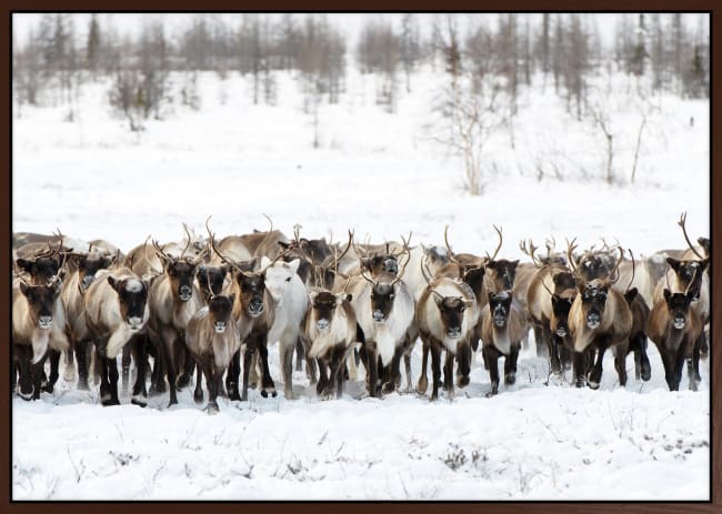 Canvas brun svevelist Reinsdyr 100x150