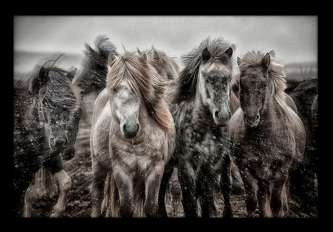 Bilde Icelandic Horses 80x120 UTGÅTT