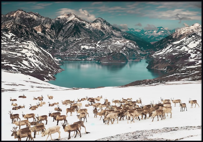 Innrammet canvas Reinsdyr over vidda 70x100