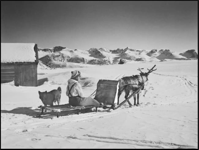 Innrammet canvas Sledekjøring i Jotunheimen 70x100