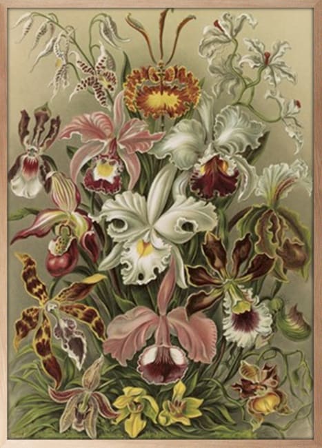 Bilde Orchideae Denusblumen 90x120