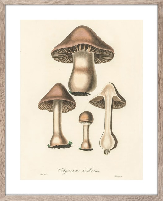 Bilde Agaricus Bulbusus 40x50
